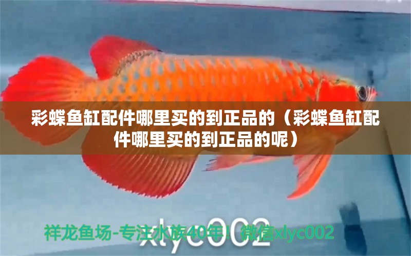 彩蝶魚(yú)缸配件哪里買(mǎi)的到正品的（彩蝶魚(yú)缸配件哪里買(mǎi)的到正品的呢） 祥龍水族醫(yī)院