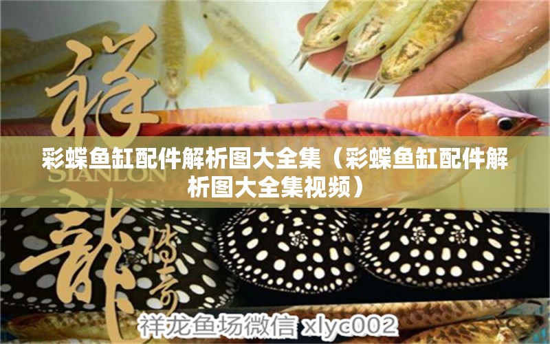 彩蝶魚缸配件解析圖大全集（彩蝶魚缸配件解析圖大全集視頻） 祥龍魚場