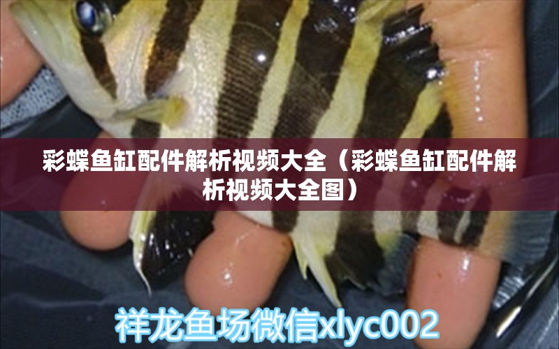 彩蝶魚缸配件解析視頻大全（彩蝶魚缸配件解析視頻大全圖）