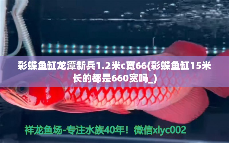 彩蝶魚缸龍?zhí)缎卤?.2米c寬66(彩蝶魚缸15米長的都是660寬嗎_) 黃金貓魚