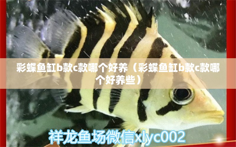 彩蝶魚缸b款c款哪個(gè)好養(yǎng)（彩蝶魚缸b款c款哪個(gè)好養(yǎng)些）