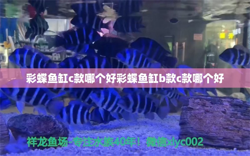 彩蝶魚缸c款哪個好彩蝶魚缸b款c款哪個好 黃金河虎魚