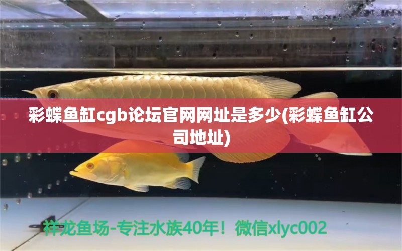 彩蝶魚缸cgb論壇官網(wǎng)網(wǎng)址是多少(彩蝶魚缸公司地址) 赤荔鳳冠魚