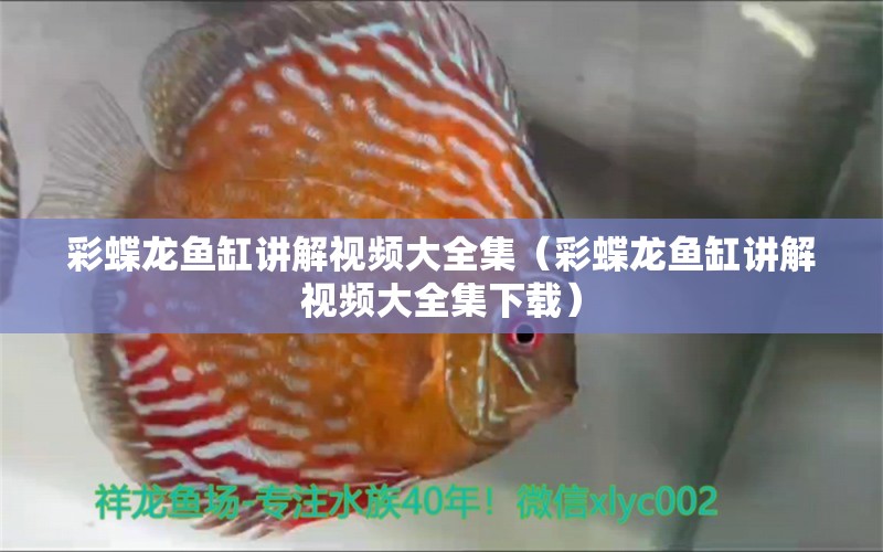 彩蝶龍魚缸講解視頻大全集（彩蝶龍魚缸講解視頻大全集下載） 觀賞魚市場（混養(yǎng)魚） 第2張