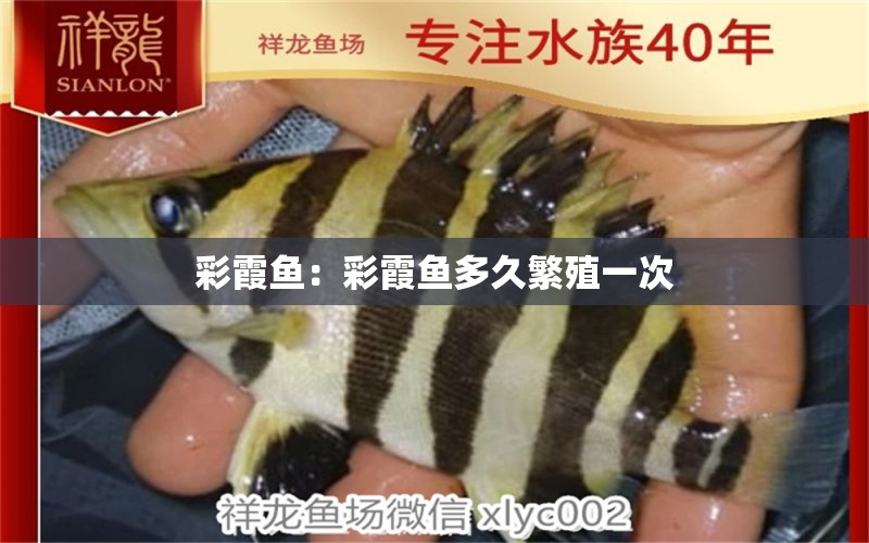 彩霞魚：彩霞魚多久繁殖一次 委內瑞拉奧里諾三間魚苗