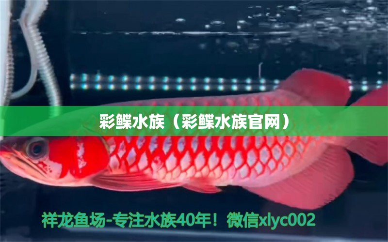 彩鰈水族（彩鰈水族官網(wǎng)） 過濾設(shè)備