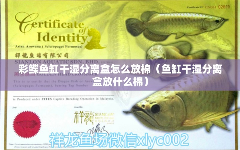 彩鰈魚缸干濕分離盒怎么放棉（魚缸干濕分離盒放什么棉）