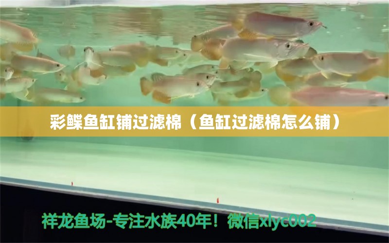 彩鰈魚缸鋪過濾棉（魚缸過濾棉怎么鋪） 過濾設備