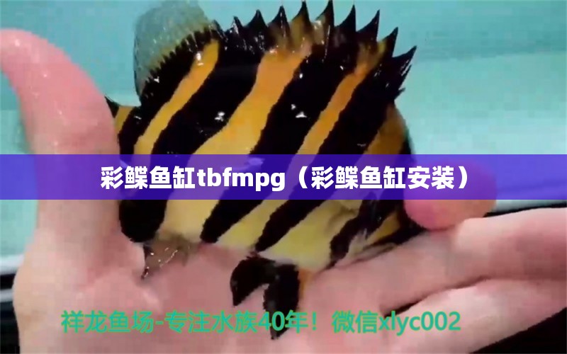 彩鰈魚(yú)缸tbfmpg（彩鰈魚(yú)缸安裝） 細(xì)線銀板魚(yú)苗