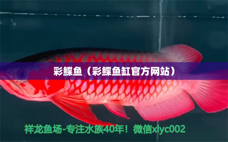 彩鰈魚（彩鰈魚缸官方網(wǎng)站）