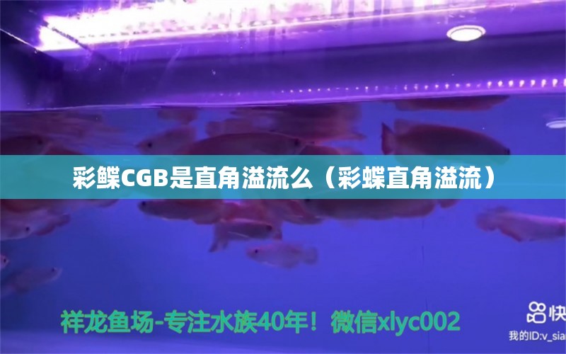 彩鰈CGB是直角溢流么（彩蝶直角溢流）