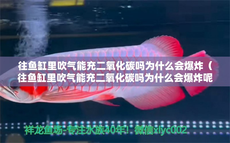 往魚缸里吹氣能充二氧化碳嗎為什么會(huì)爆炸（往魚缸里吹氣能充二氧化碳嗎為什么會(huì)爆炸呢） 二氧化碳設(shè)備