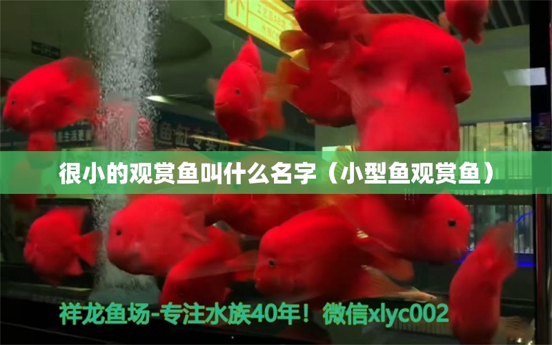 很小的觀賞魚叫什么名字（小型魚觀賞魚）