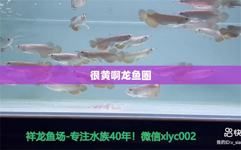 很黃啊龍魚圈 羅漢魚 第2張