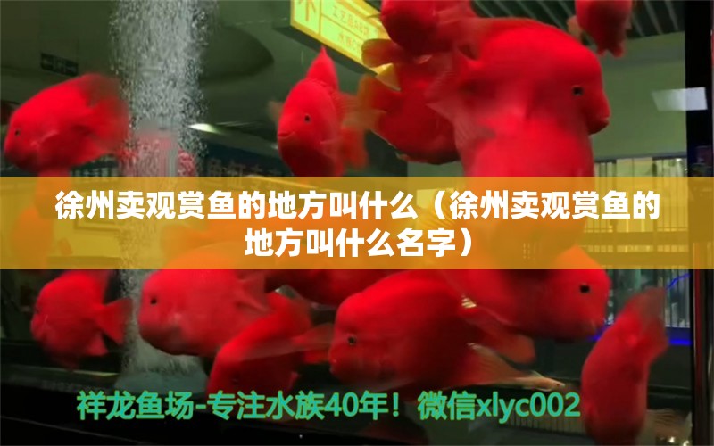 徐州賣觀賞魚的地方叫什么（徐州賣觀賞魚的地方叫什么名字） 丹頂錦鯉魚