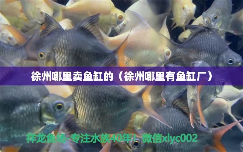 徐州哪里賣魚(yú)缸的（徐州哪里有魚(yú)缸廠）