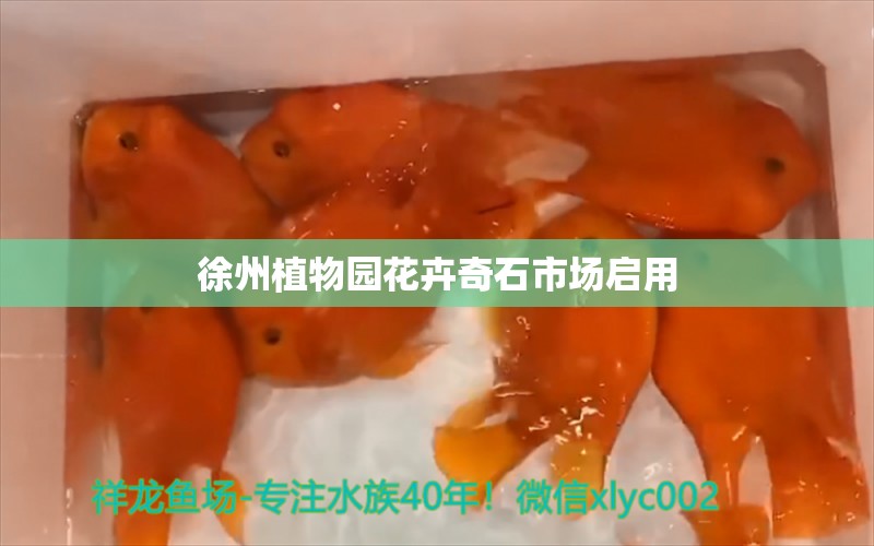 徐州植物園花卉奇石市場(chǎng)啟用 羅漢魚 第1張