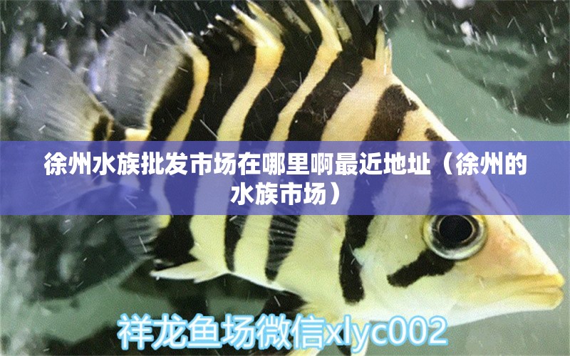 徐州水族批發(fā)市場(chǎng)在哪里啊最近地址（徐州的水族市場(chǎng)）