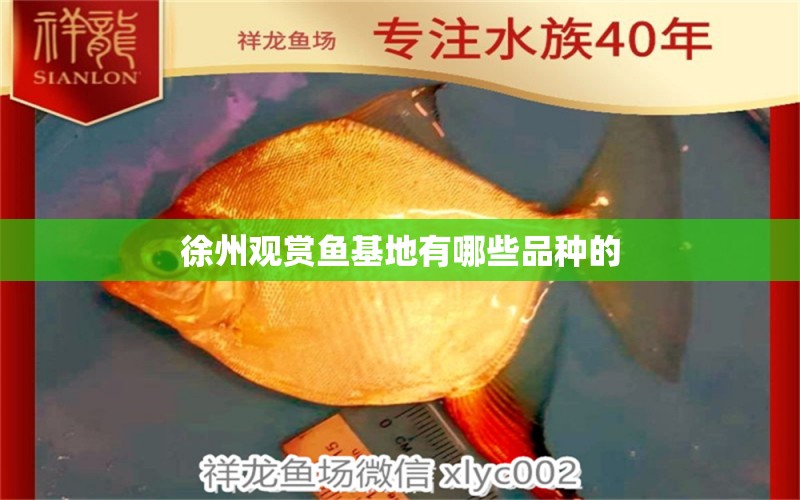 徐州觀賞魚基地有哪些品種的