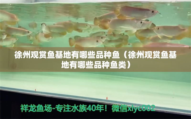 徐州觀賞魚基地有哪些品種魚（徐州觀賞魚基地有哪些品種魚類）