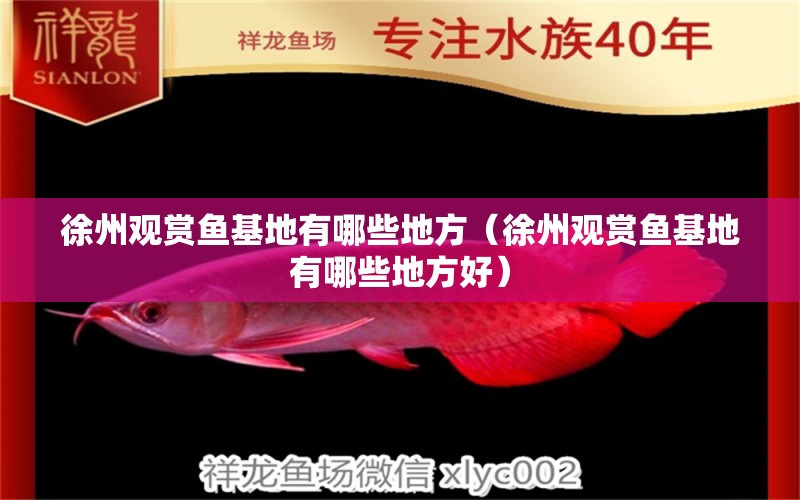 徐州觀賞魚基地有哪些地方（徐州觀賞魚基地有哪些地方好）