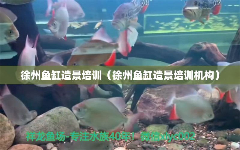 徐州魚缸造景培訓（徐州魚缸造景培訓機構(gòu)）