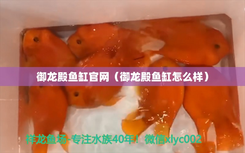 御龍殿魚缸官網(wǎng)（御龍殿魚缸怎么樣）