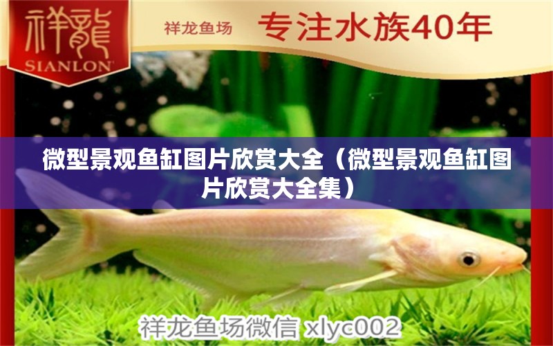 微型景觀魚(yú)缸圖片欣賞大全（微型景觀魚(yú)缸圖片欣賞大全集）