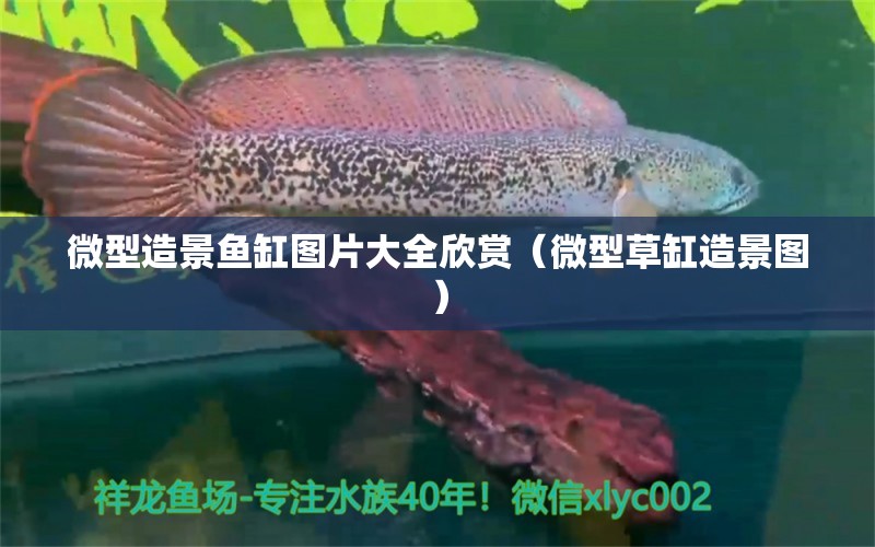 微型造景魚(yú)缸圖片大全欣賞（微型草缸造景圖） 元寶鳳凰魚(yú)