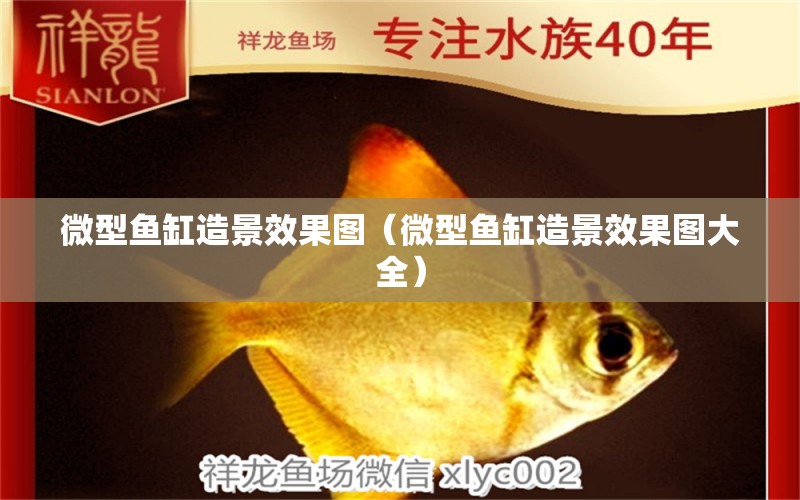 微型魚缸造景效果圖（微型魚缸造景效果圖大全） 帝王迷宮魚