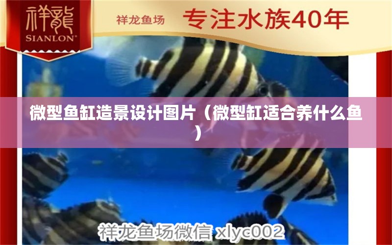 微型魚缸造景設(shè)計圖片（微型缸適合養(yǎng)什么魚）