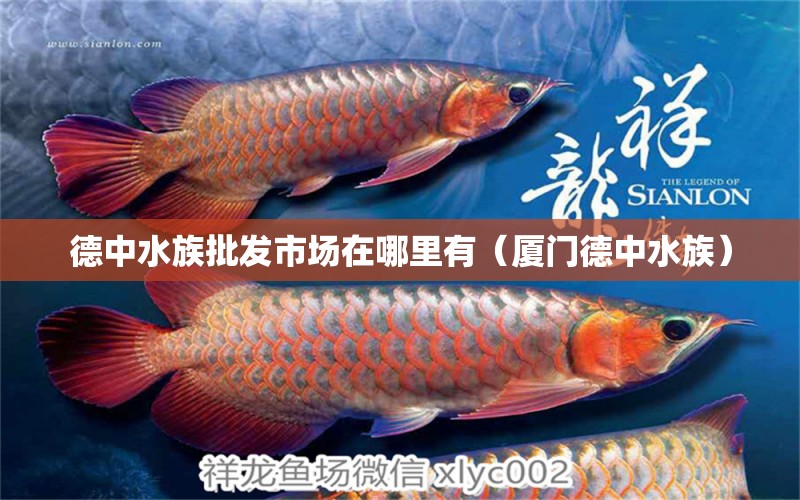 德中水族批發(fā)市場(chǎng)在哪里有（廈門德中水族）