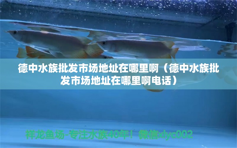 德中水族批發(fā)市場(chǎng)地址在哪里?。ǖ轮兴迮l(fā)市場(chǎng)地址在哪里啊電話） 觀賞魚水族批發(fā)市場(chǎng)