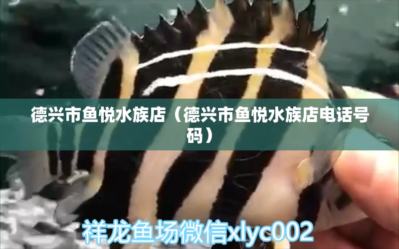 德興市魚(yú)悅水族店（德興市魚(yú)悅水族店電話(huà)號(hào)碼）