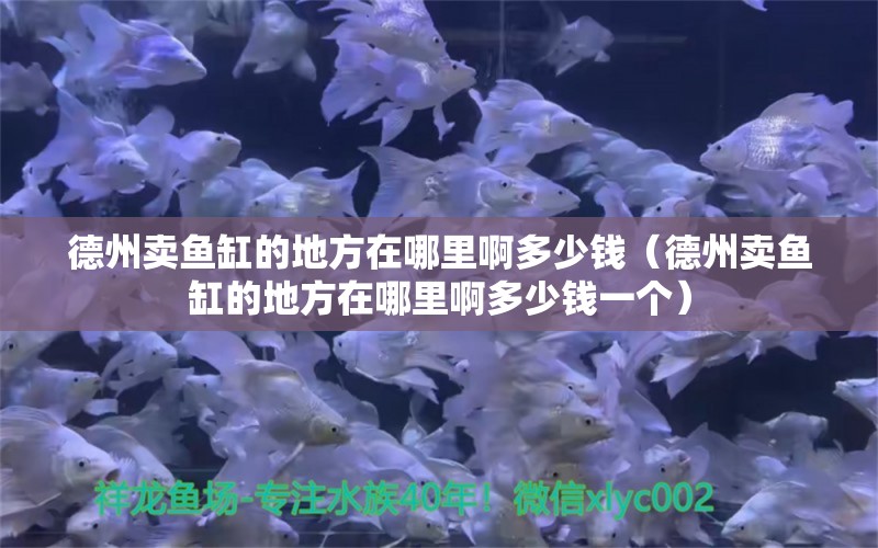 德州賣魚(yú)缸的地方在哪里啊多少錢（德州賣魚(yú)缸的地方在哪里啊多少錢一個(gè)） 觀賞魚(yú)市場(chǎng)（混養(yǎng)魚(yú)）