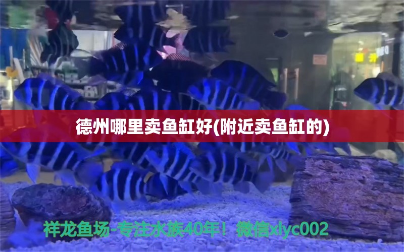 德州哪里賣魚缸好(附近賣魚缸的) 奈及利亞紅圓點狗頭