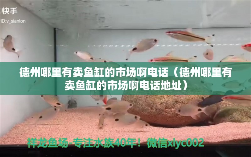 德州哪里有賣魚缸的市場啊電話（德州哪里有賣魚缸的市場啊電話地址）