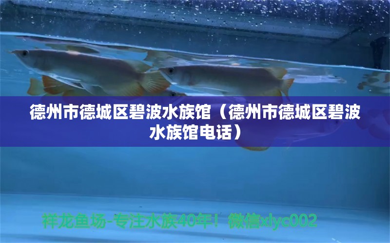 德州市德城區(qū)碧波水族館（德州市德城區(qū)碧波水族館電話）