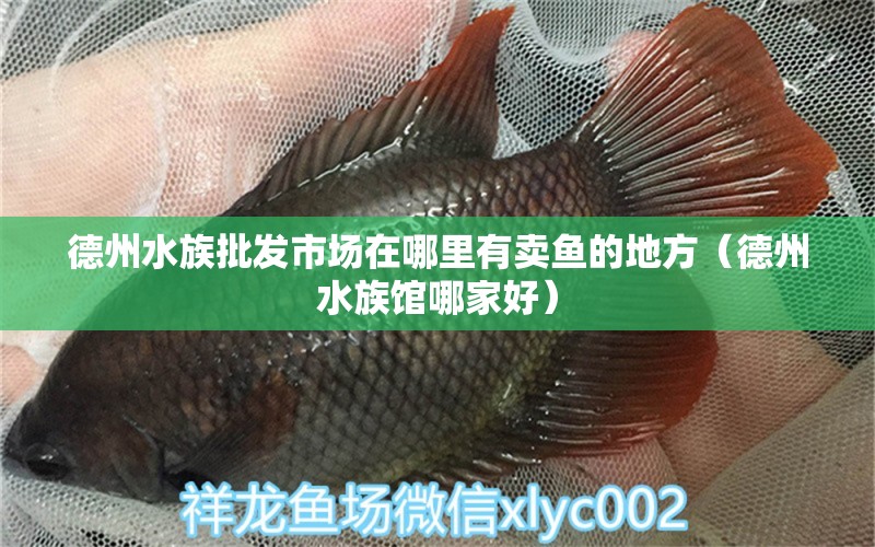 德州水族批發(fā)市場在哪里有賣魚的地方（德州水族館哪家好）