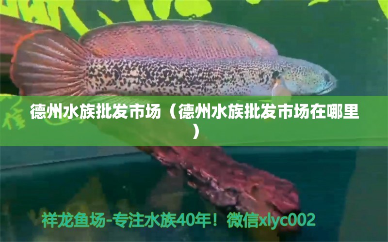 德州水族批發(fā)市場(chǎng)（德州水族批發(fā)市場(chǎng)在哪里）