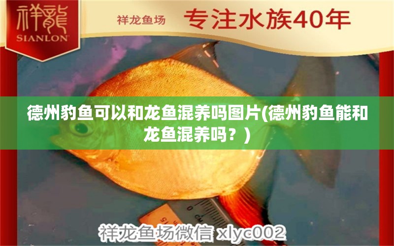 德州豹魚可以和龍魚混養(yǎng)嗎圖片(德州豹魚能和龍魚混養(yǎng)嗎？) 祥龍赫舞紅龍魚