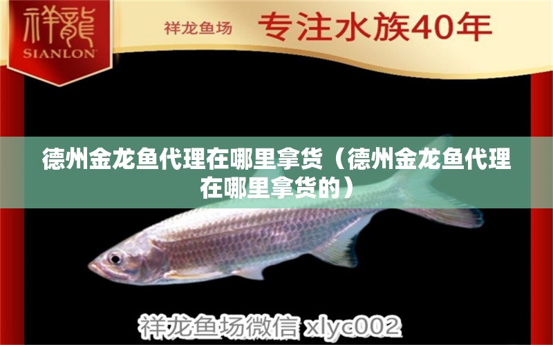 德州金龍魚代理在哪里拿貨（德州金龍魚代理在哪里拿貨的）