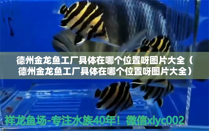 德州金龍魚工廠具體在哪個位置呀圖片大全（德州金龍魚工廠具體在哪個位置呀圖片大全） 元寶鯽