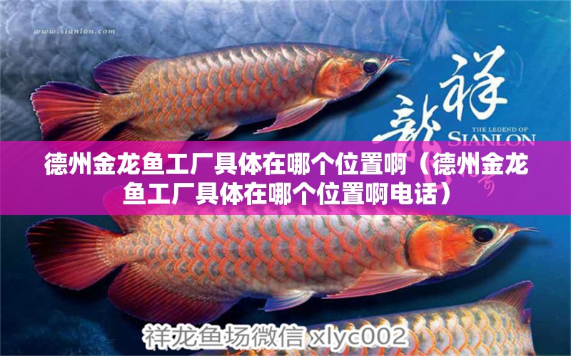 德州金龍魚工廠具體在哪個位置啊（德州金龍魚工廠具體在哪個位置啊電話）