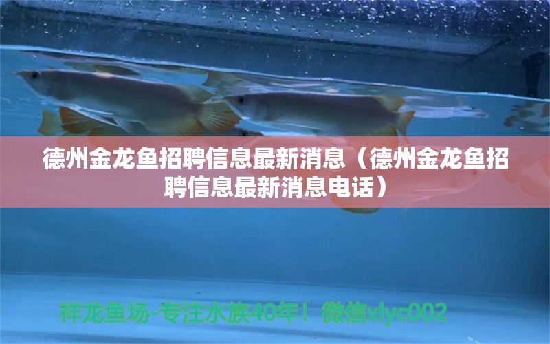 德州金龍魚招聘信息最新消息（德州金龍魚招聘信息最新消息電話）