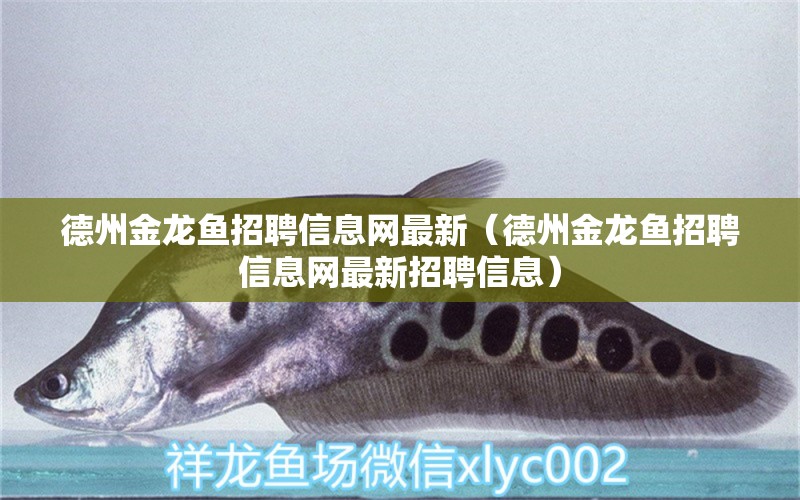 德州金龍魚招聘信息網(wǎng)最新（德州金龍魚招聘信息網(wǎng)最新招聘信息）