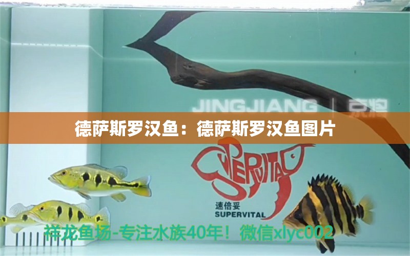 德薩斯羅漢魚：德薩斯羅漢魚圖片