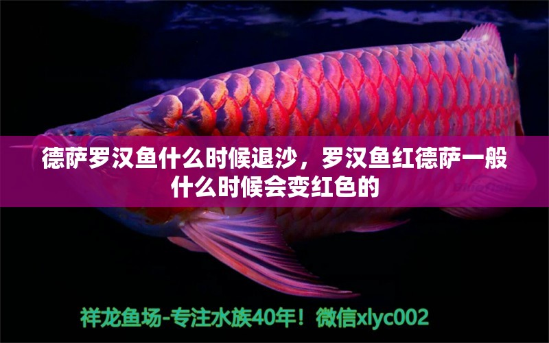 德薩羅漢魚什么時候退沙，羅漢魚紅德薩一般什么時候會變紅色的 羅漢魚 第2張