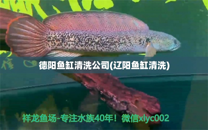 德陽魚缸清洗公司(遼陽魚缸清洗) 星點(diǎn)金龍魚