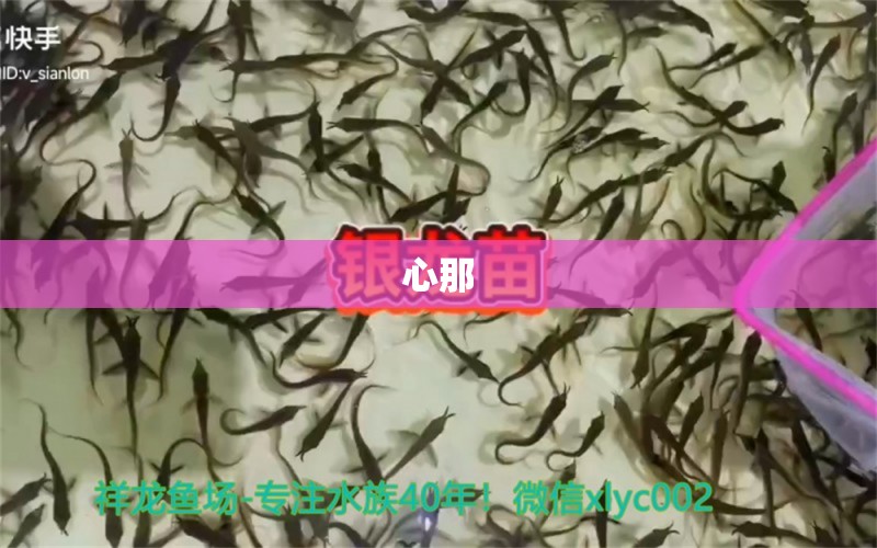 心那 黃鰭鯧魚 第4張